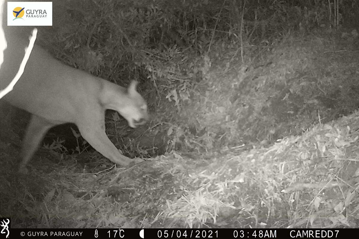 Endangered Species Conservation