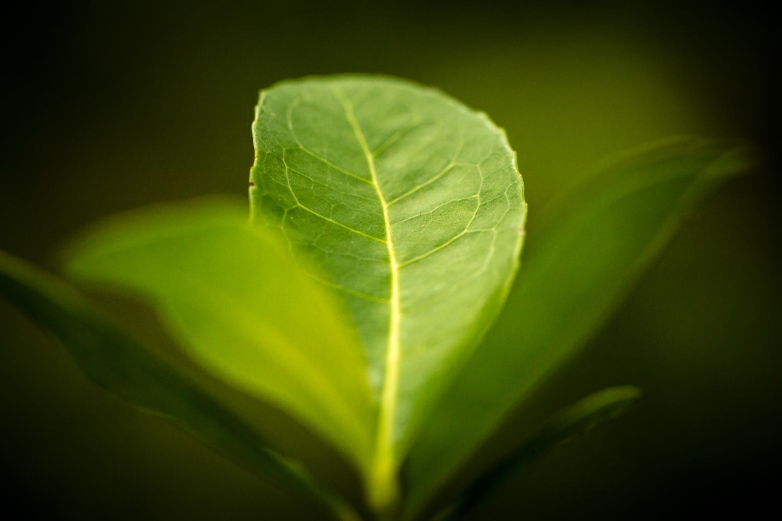 What is Yerba Mate?