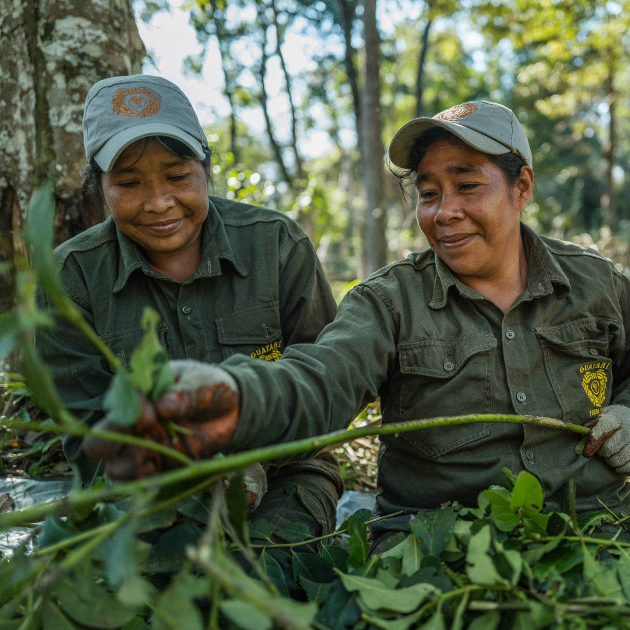 Two people in green uniforms and caps sit outdoors, smiling as they sort green leaves for Guayakí Yerba Mate. They are surrounded by trees in a forest setting, with sunlight filtering through the branches, embracing the spirit of organic products.
