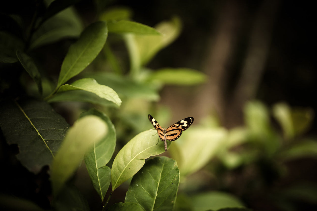 A small orange and black butterfly rests on a lush green leaf, reminiscent of the natural vibrancy found in organic yerba mate. The blurred background emphasizes the lively leaves and delicate butterfly, capturing the essence akin to Guayakí Yerba Mates invigorating spirit.
