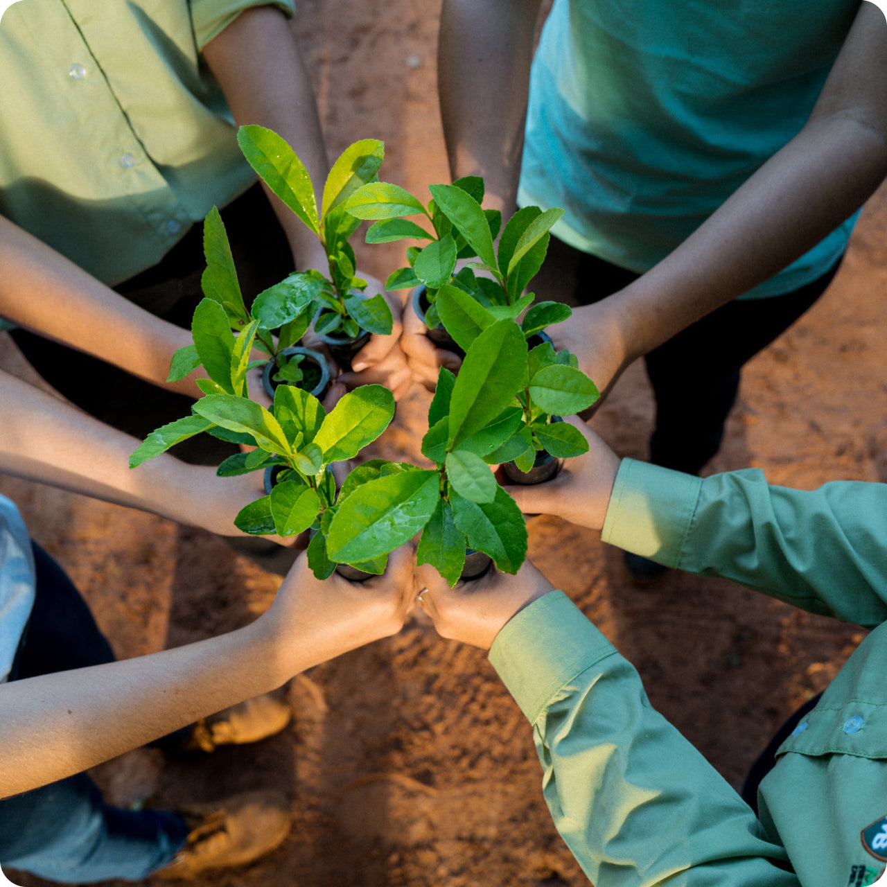 Five people stand in a circle on a dirt surface, each holding a small plant with green leaves, symbolizing teamwork and sustainability, fueled by the vibrant spirit of Guayakí Yerba Mate.