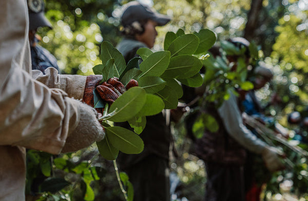 A close-up of a gloved hand holding freshly harvested green leaves, with several people in the background also engaged in gathering foliage in a forested area.