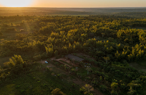Aerial view of a lush, green landscape at sunset, featuring dense forest, scattered farmland, and a small structure with a vehicle nearby, surrounded by golden light.