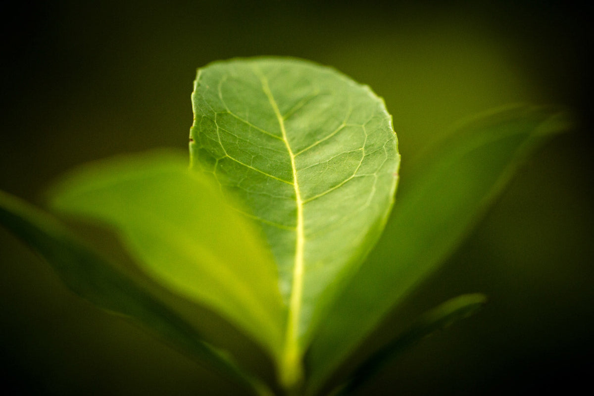 Yerba Mate 101