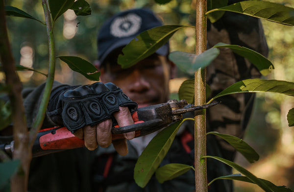 A worker in gloves uses pruning shears to trim a young tree branch in a dense, sun-dappled forest, with green leaves partially framing the scene.