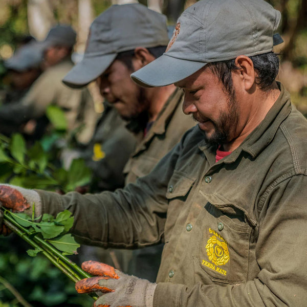 Smiling workers in uniform and gloves harvest green yerba mate leaves in a sunlit forest, with one man in focus wearing a shirt embroidered with 'Yerba Mate'.