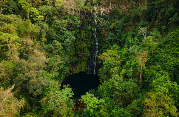 Aerial view of a hidden waterfall cascading into a dark pool surrounded by dense, vibrant green rainforest foliage.