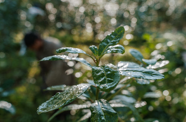 Close-up of dew-covered green leaves glistening in soft sunlight, with a blurred figure in the background tending to the plants in a forest setting.