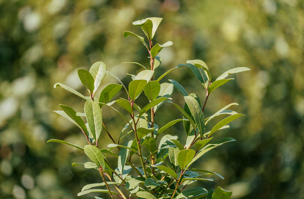 Close-up of a healthy yerba mate plant with fresh green leaves, bathed in sunlight and set against a softly blurred natural background.