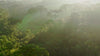 Brand video for Yerba Madre, introducing the company’s renewed identity and mission. The video features lush natural landscapes, close-up shots of yerba mate leaves, and vibrant moments of community and culture. Narration highlights the brand’s commitment to regenerative agriculture, indigenous partnerships, and environmental stewardship, while visuals show people harvesting, sharing drinks, and celebrating in outdoor settings.